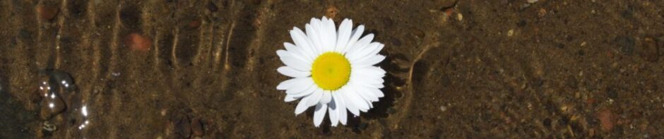 Carissa Hogan, SHRM-CP