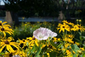 28038486153 8ac1b7e0ca o