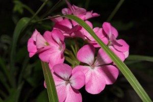 dsc 0045jpg 27766087780 o