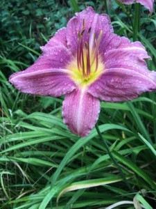 flowers-in-the-garden 27698409943 o